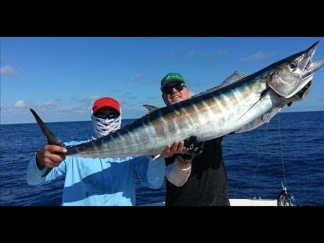 Wahoo Fishing with Wire Line In The Spread[Fishing Western] 