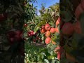 apple juice