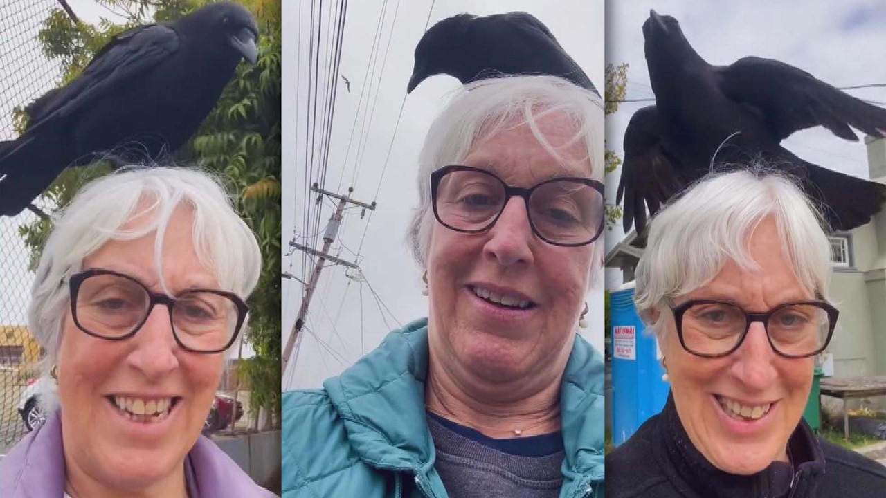 Crows Keep Landing On This Woman's Head
