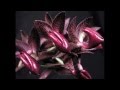 Орхидея мормодес, слайд-шоу Mormodes