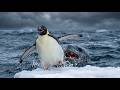 This Penguin Fell Through the Ice — What Happened Next Defies Survival Science