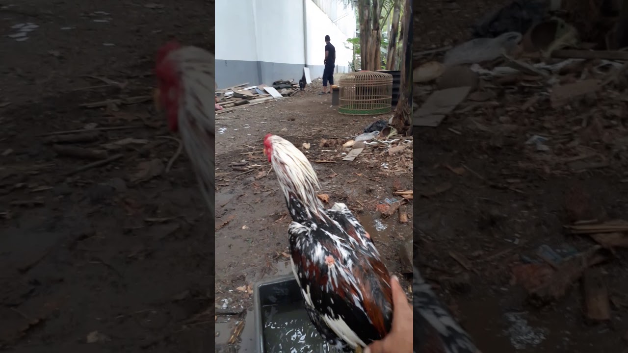 CARA MANDIIIIIN AYAM YANG BAIK DAN BENARBERSAMA CENEL TOYIB BAHRI
