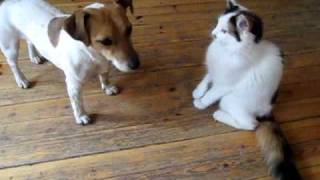 Jack Russell and kitten