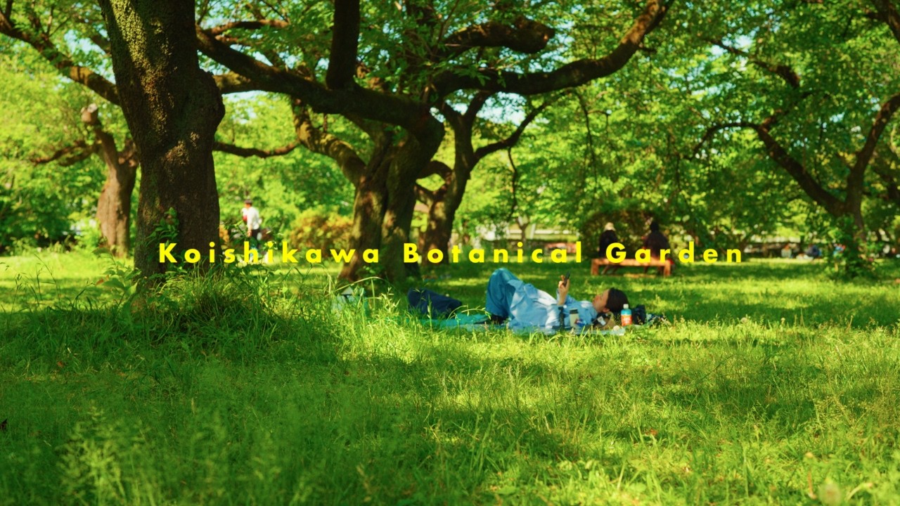 Koishikawa Botanical Garden|Sony α7S III|FE 35mm F1.4 GM
