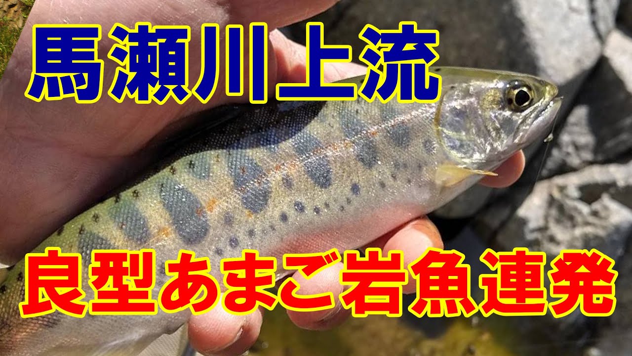 岐阜県下呂市馬瀬川上流で良型アマゴ、イワナが連発！尺上も出た！