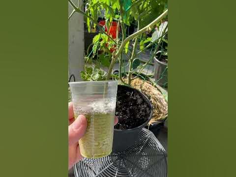 Волшебное средство для укоренения черенков #маракуйа # ...
