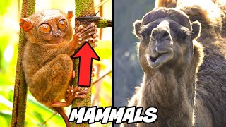 10 SUPER QUICK FACTS ON MAMMALS