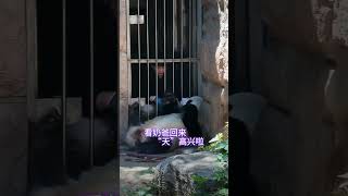 奶爸走后 好失落哦 #来这吸熊猫 #panda #一方水土养一方熊猫#北京动物园