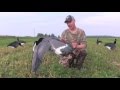 White Rock Decoys Deck Boss Canada Goose Flyer Decoys