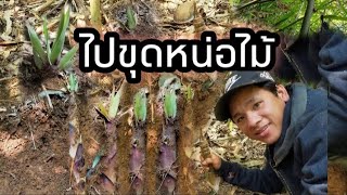 ชาวเขาเข้าป่าขุดหน่อไม้ขม..ได้เยอะมาก.!ເຂົ້າປ່າຫາຂຸດຫນໍ່ຂົມ