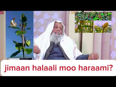 Jimaan Caatin Haraami Moo Halaali 