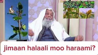 Jimaan/caatin haraami moo halaali?