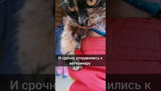 Кошка Дина попала в капкан... 5 дней она просидела в капкане😭🙏#perrodog