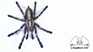 Gooty Ornamental Tarantula - Poecilotheria Metallica Medically Significant?
