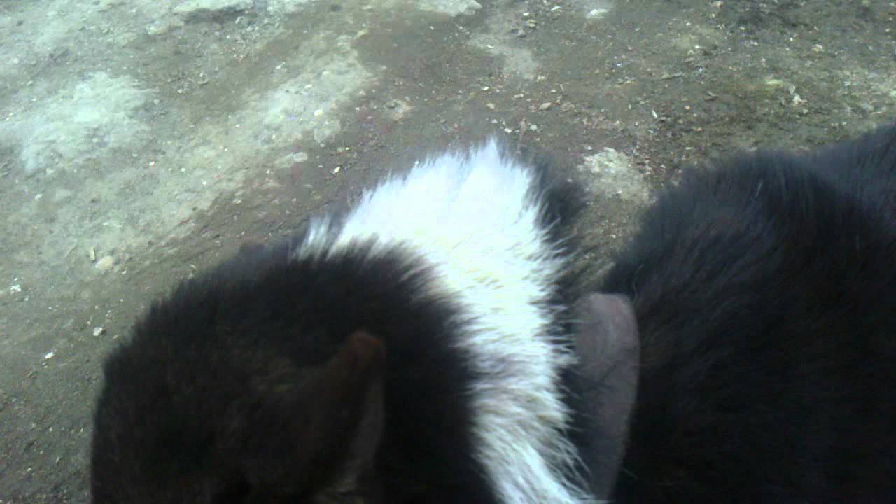 челюсти - YouTube