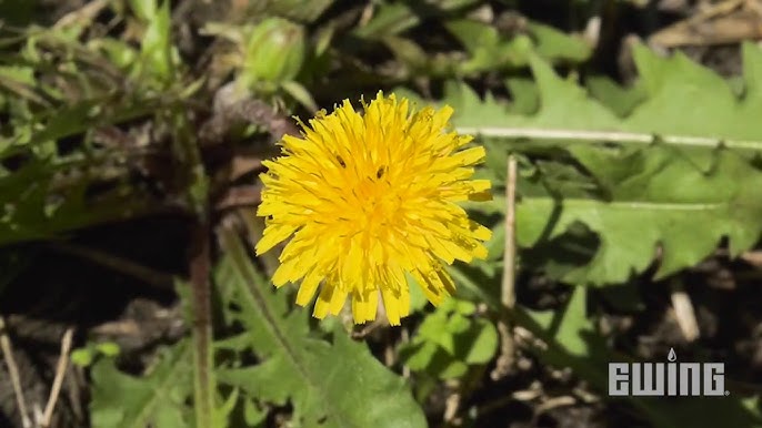 Weed Management You Weed Management For Landscapes Dandelions Ewing Irrigation Landscape Supply