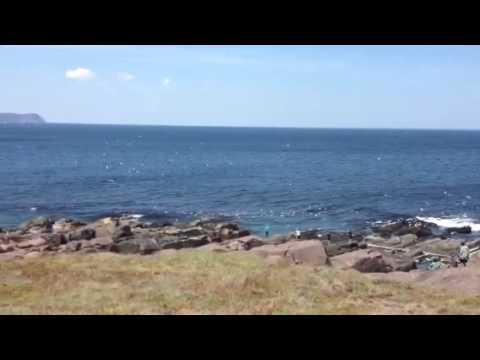 Whale watching at Cape Spear