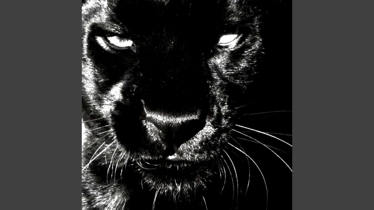 FEROCITY (Slowed) auf YouTube ansehen FEROCITY (Slowed) auf YouTube ansehen