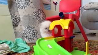 Шотландские вислоухие котята. Little Devils. Kittens Scottish Fold color-point A33. Шотландские вислоухие котята. Little Devils. Kittens Scottish Fold color-point A33.