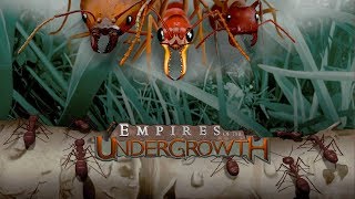 Empires of the Undergrowth Early Access - #1 - Ant Colony Sim screenshot 5