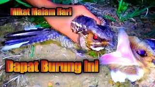 Download Lagu Pikat Kemade,Korlap,Ciblek,Kolibri Kelapa,Sogon Gacor,Sogok Ontong,Korlap Gacor,Kemade Gacor,Prenjak MP3 Download Lagu Pikat Kemade,Korlap,Ciblek,Kolibri Kelapa,Sogon Gacor,Sogok Ontong,Korlap Gacor,Kemade Gacor,Prenjak MP3