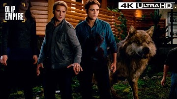 Cullens vs. Wolves Showdown | Twilight: Breaking Dawn Part 1 4K Ultra HD