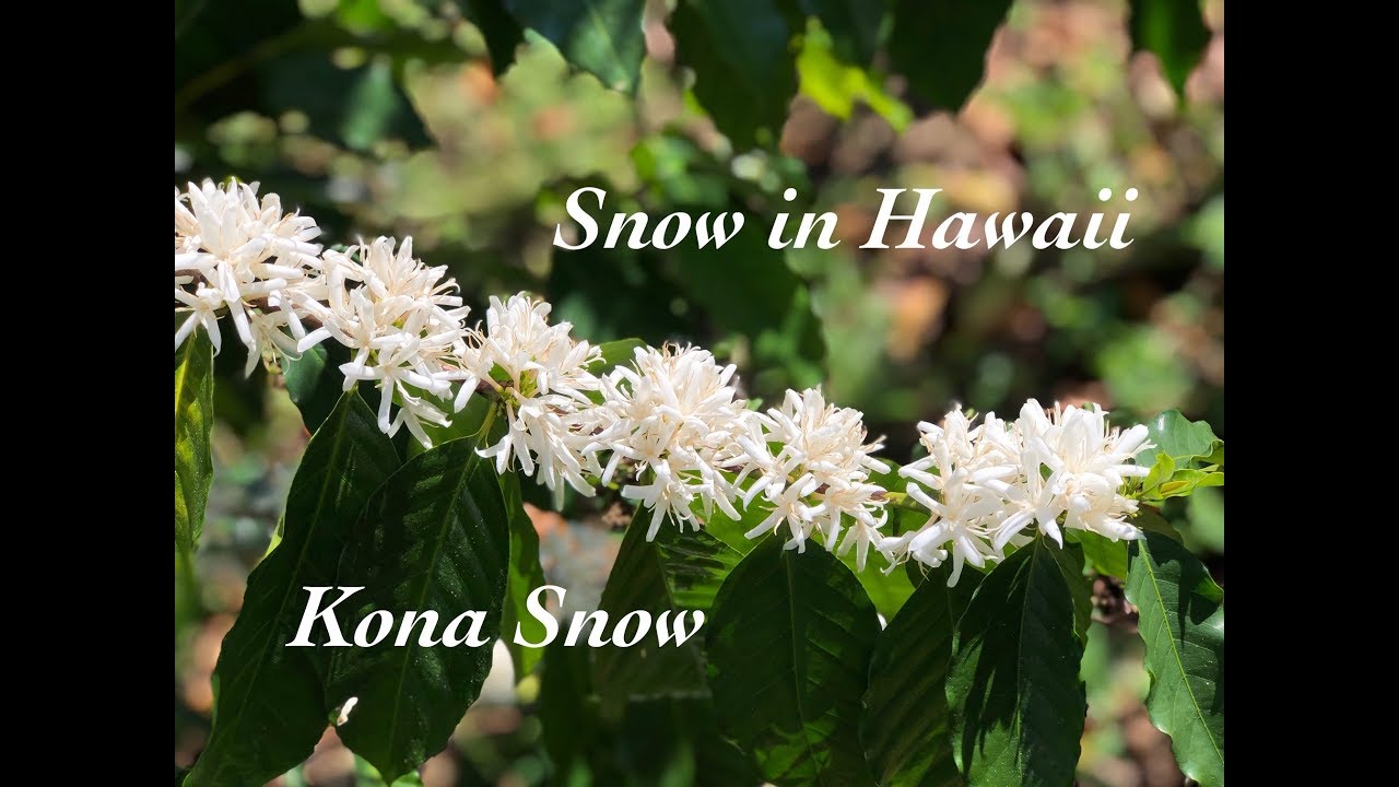 New コナの雪の動画が出来ました Ucc Hawaii