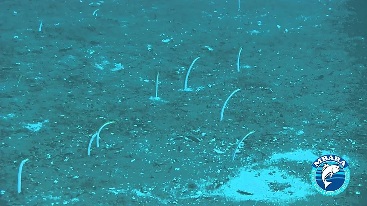 MB 85 Larry Harrell Memorial Reef 8 Oct 2014