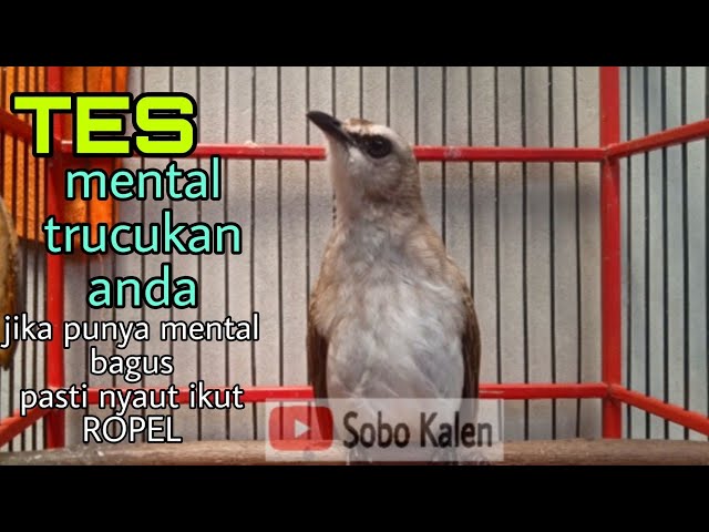 TES trucuk.yang punya mental pasti nyaut dengar ropelan trucukan ini class=