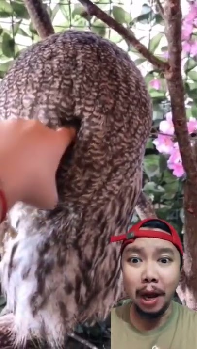 MESKI BURUNG HANTU TAPI MUKANYA GAK KAYAK HANTU #shorts