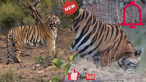 Tiger hunting wild boar..tadoba