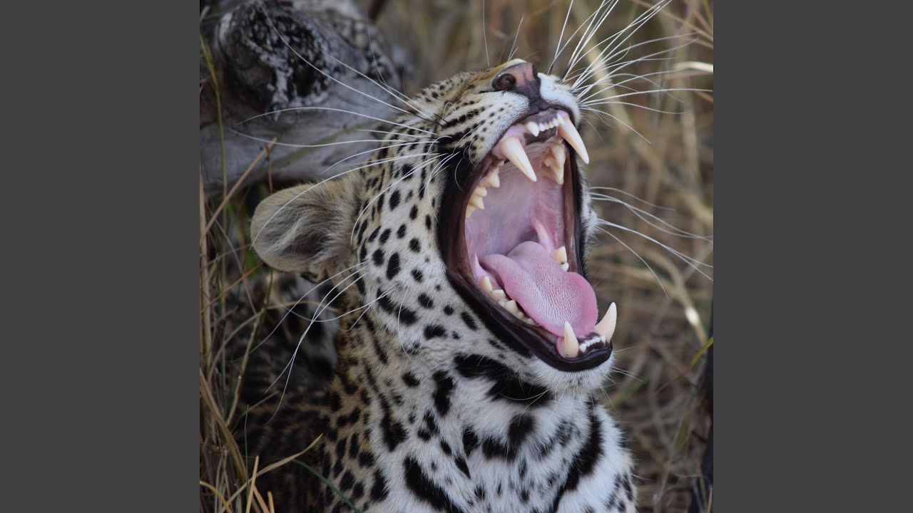 Upgrading adlı videoyu YouTube'da izle Upgrading adlı videoyu YouTube'da izle