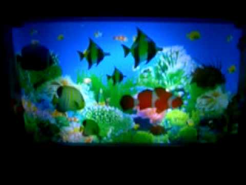 Video: Siamese Alger - En Perky Våtefisk I Akvariet Ditt