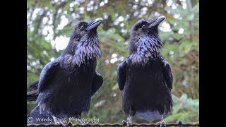 10 FACTS about RAVENS which will blow your mind