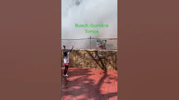 Water Fun 2025 Fyp Water Fun Buschgardenstampa Travel Trending Family Funnyvideo 