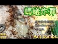 ((很有效)) 螞蟻炸彈  Ant bombs.