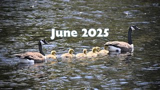 June 2025 Events & Programs | Baker Free Library