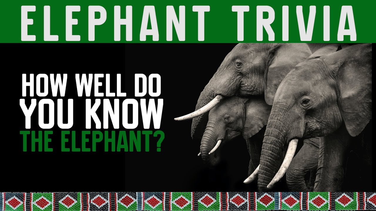 Kenya's Elephant Trivia | 30 Questions on the Mighty Elephant!