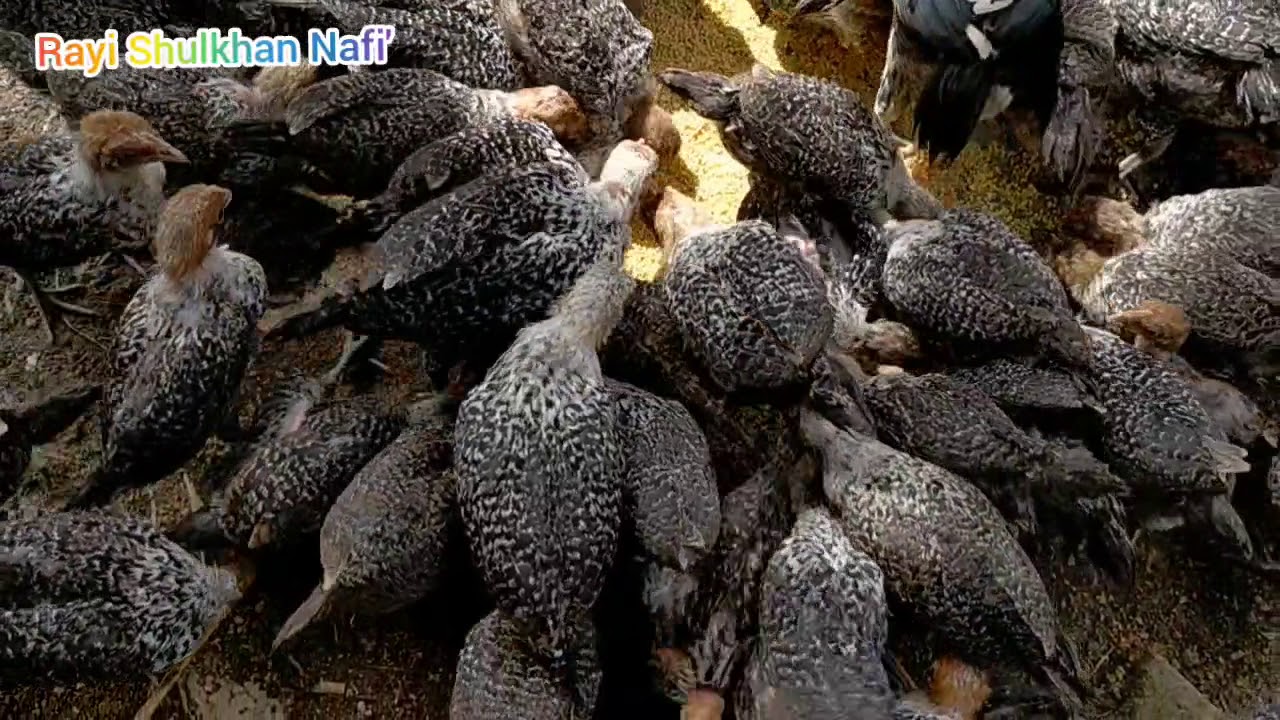 Penetasan Telur Ayam Arab dan Pembesaran..