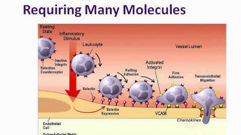 Emerging Therapies - Can Do MS Webinar - August 9, 2011