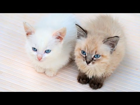 Девушки Девушки