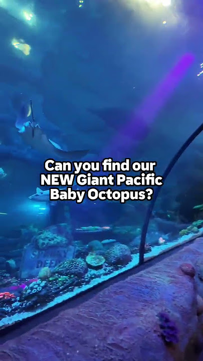 Happy World Octopus Day! Meet our NEW Octopus! 🐙 #Shorts