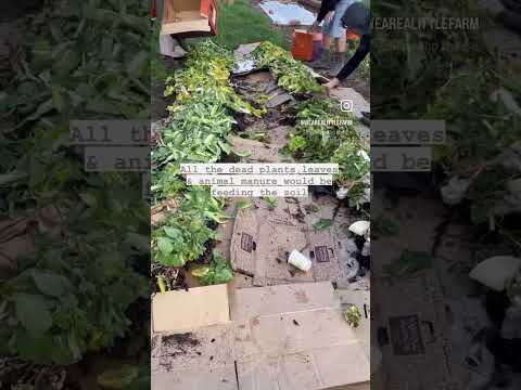 The Birds The Bees Gardening Organic Permaculture