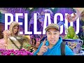 Bellagio garden blooms tulips  tea wonderland  4k