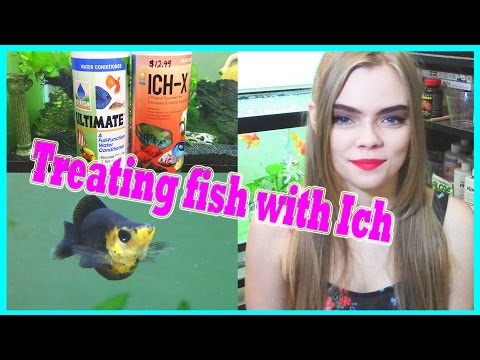 COMMENT SOIGNER POISSON ICH / ICK (MALADIE DES POINTS BLANCS)
