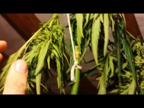 ukfn-2017---1st-harvest-hybrids-from-hell---wild-3