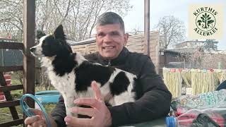 Birkenwasser Zapfen Anleitung, Wirkung Und Verwendung