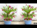 Smart Ideas to grow portulaca grandiflora moss rose from cuttings in Small flower pot | Cretionvda
