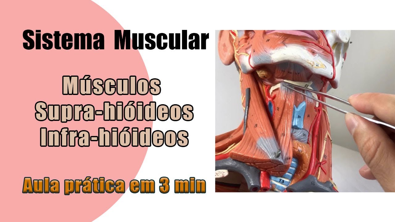 Músculos supra-hioideos e infra-hioideos - Aula prática - Anatomia - Anatomia Humana