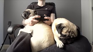 Being Forced to Share the Chair ..
No chair is safe from a pile on. My chair is our chair. Wether we can all fit or not, were all sitting on it together. Pug Owners? Are yours the same? Let me know down below!
Give us a thumbs up if you enjoyed the video and Subscribe if youre not already!
Patreon - https://www.patreon.com/thatpugpablo
Instagram - https://www.instagram.com/thatpugpablo/
Licence;
Intro/Outro Music;
Get Outside! - Jason Farnham: https://youtu.be/x1T6QFpd0J4 Being Forced to Share the Chair ..